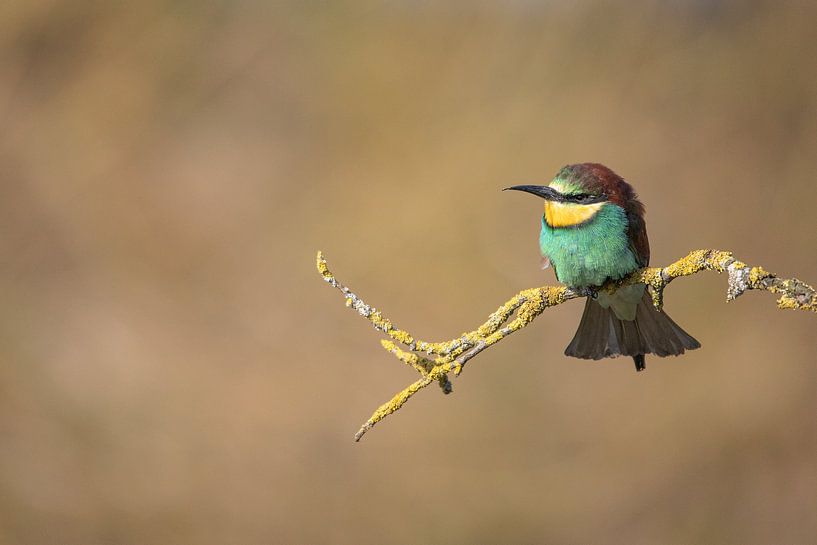 Bee-eater by Karin van Rooijen Fotografie
