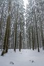 Forêt d'hiver par Jens Sessler Aperçu
