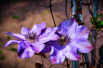Two large purple clematis in bright sunlight against blurry background by pixxelmixx