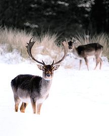 Damherten in de sneeuw van Friso van Wassenaer