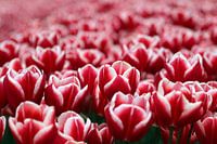 Ein Feld voller roter Tulpen