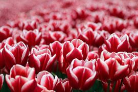 Ein Feld voller roter Tulpen von Elena Creative