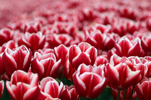 Un champ de tulipes rouges
