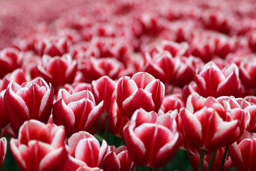 A field of red tulips by Elena Creative