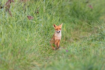 Foxy by Bas Groenendijk