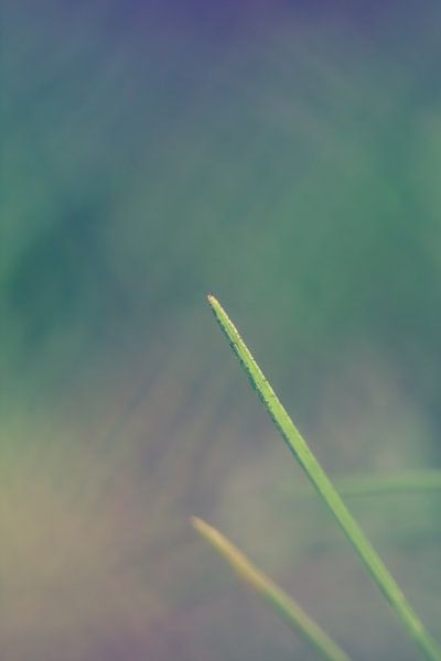 Gras by Robert Wiggers