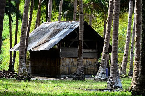 Geïsoleerde hut in het hart van tropische palmbomen