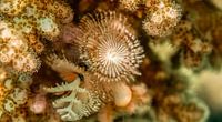 Christmas tree worm, Sipadan Island, Malaysia