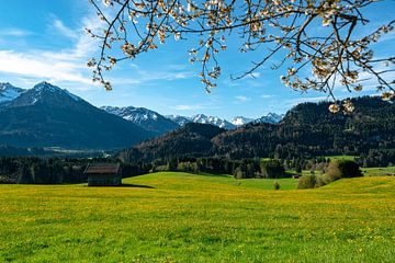 Frühling im Allgäuer Tal mit Baumblüten von Leo Schindzielorz