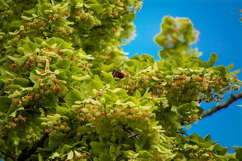 Butterfly in the tree by Michael van Eijk