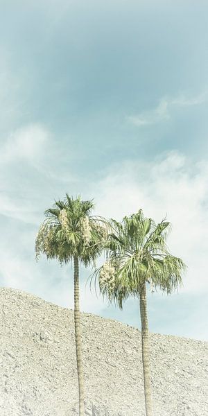 Palmiers dans le désert | Panorama vintage par Melanie Viola