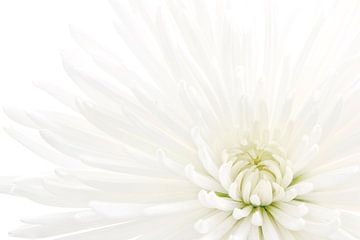 Chrysant / Chrysanthemum