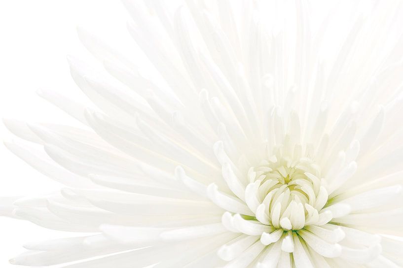 Chrysanthemum by Tanja van Beuningen
