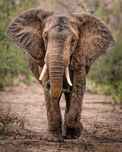 Olifant Afrika van Marjolein van Middelkoop