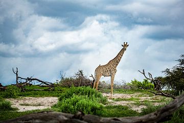 Giraffe in Makgadikgadi National park - Botswana by Paula Romein