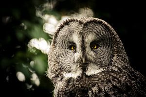 Stare