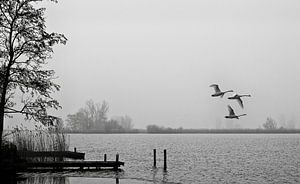 Zwanenvlucht
