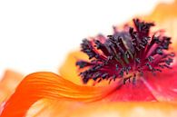 Eruption de couleurs... (I) (fleur, printemps, coquelicot, orange) par Bob Daalder Aperçu
