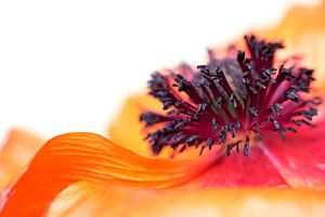 Eruption der Farben... (I) (Blume, Frühling, Mohn, Orange) von Bob Daalder