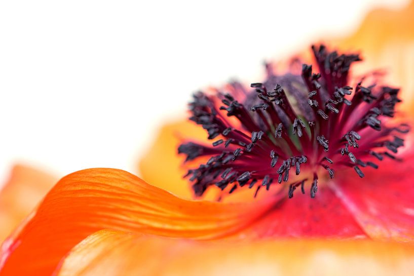 Eruption de couleurs... (I) (fleur, printemps, coquelicot, orange) par Bob Daalder