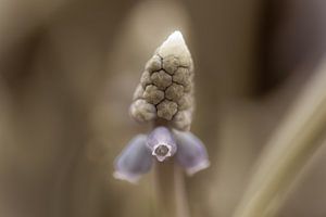 vintage blauw druifje van Tania Perneel