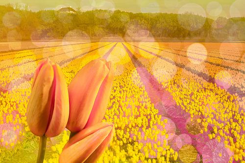 Tulpenfeest in Nederland.