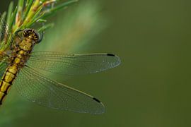 Libelle von Melanie kempen