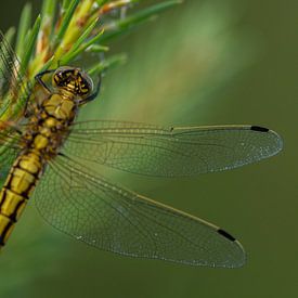 Dragonfly by Melanie kempen