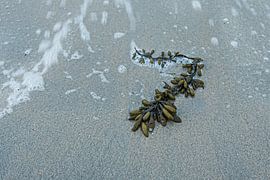 seaweed by Ria Bloemendaal