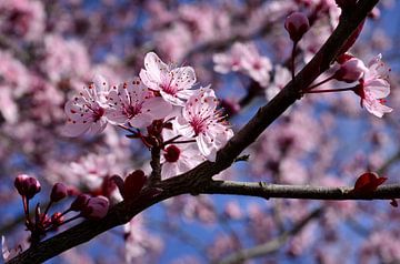 Fleur rose printanière sur Corinne Welp