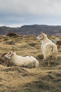 Zwei Islandschafe in Islands rauer Landschaft