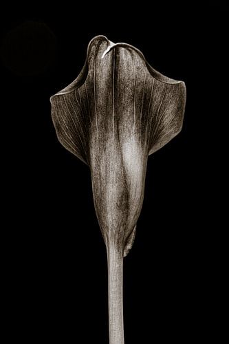 Calla Lily - In steen II