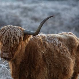 Schottischer Highlander von PeetMagneet