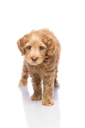 Photography dog/puppy white with mirror image