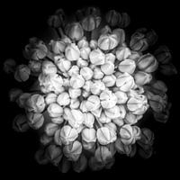 closeup van een bloem in knop in zwart-wit