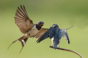 Boerenzwaluw voert de jonge zwaluw