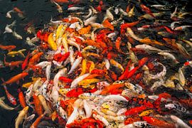 Fischknäul von Ken Kühlbrandt