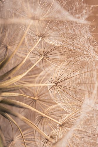 Natuurlijke rust: De  morgenster