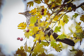 Drossel zwischen gelbgrünen Herbstblättern, mit roten Beeren von Daan Duvillier | Stimmungsvolle Stadt- und Landschaftsfotos