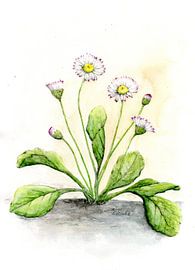 Gänseblümchen von Sandra Steinke