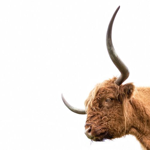 Scottish Highlander