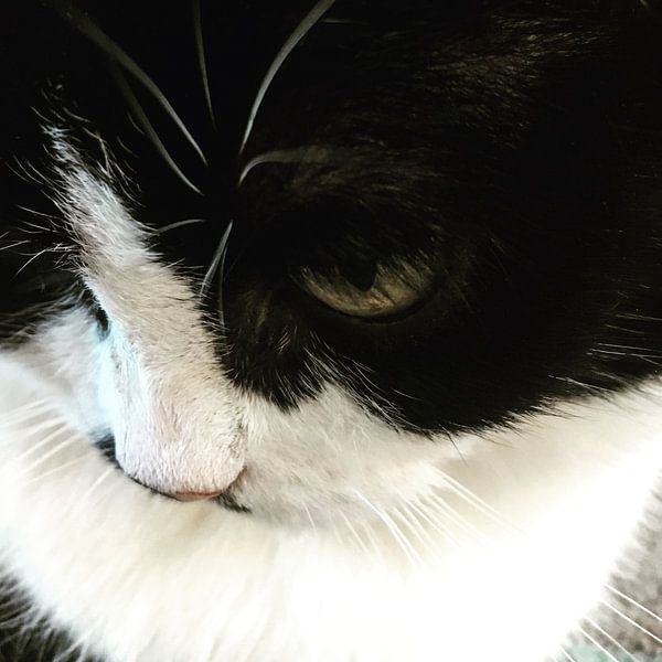 Jankie par Frank De Coninck