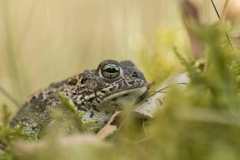 Natterjack by Kars Klein Wolterink