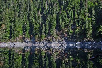 Rijke groene sparrenboswand aan de oever van een bergmeer, de bomen worden gereflecteerd in het wate van Michael Semenov