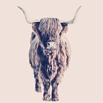 Hooglanders Colin Rose van Monika Strigel