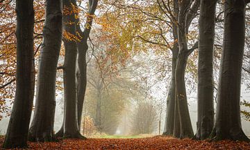 Promenade d'automne parmi les hêtres sur Marloes ten Brinke