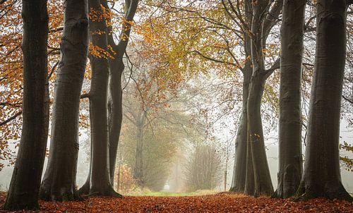 Herfstwandeling tussen de beuken