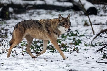 wolf in the snow