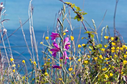 Mediterrane bloemenpracht in de lente aan de Ionische Zee
