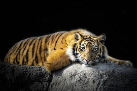 Siberian tiger by Tilly Meijer